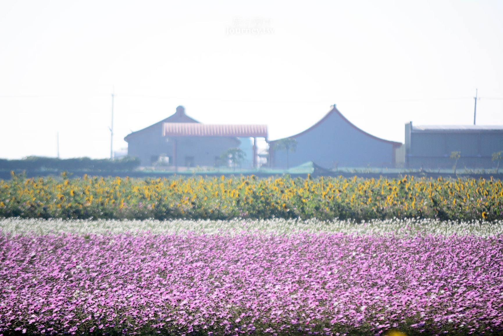 ▲▼雲林、莿桐：台灣十大景觀花田。（圖／許傑 提供）