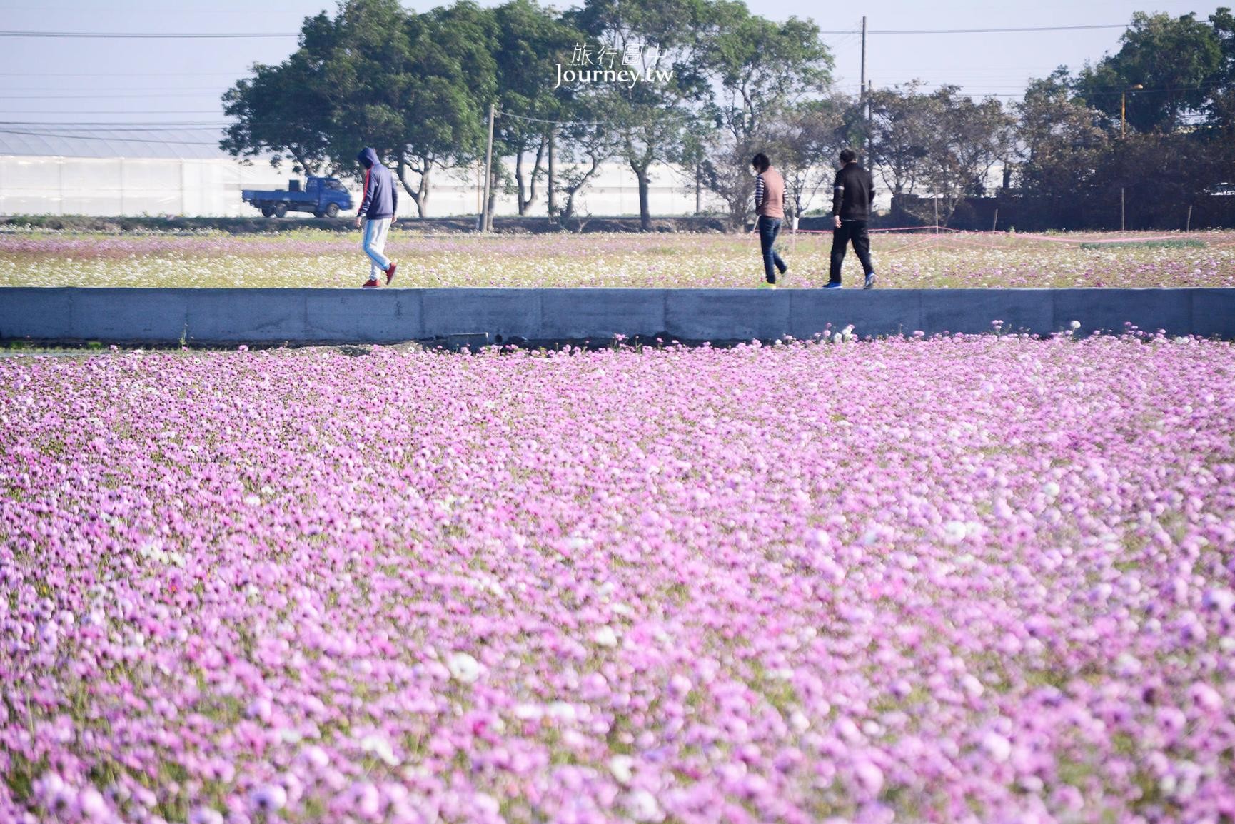 ▲▼雲林、莿桐：台灣十大景觀花田。（圖／許傑 提供）