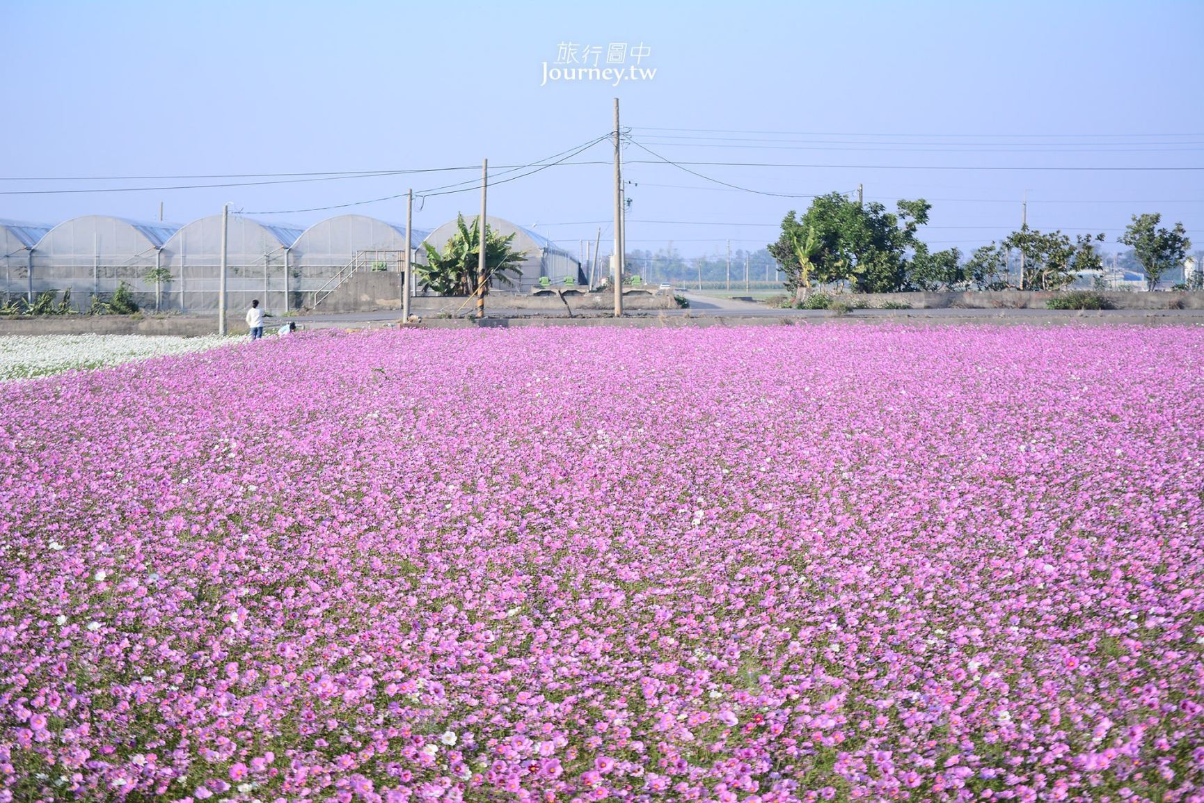 ▲▼雲林、莿桐：台灣十大景觀花田。（圖／許傑 提供）