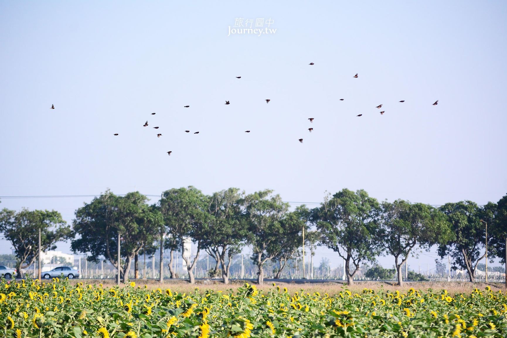 ▲▼雲林、莿桐：台灣十大景觀花田。（圖／許傑 提供）