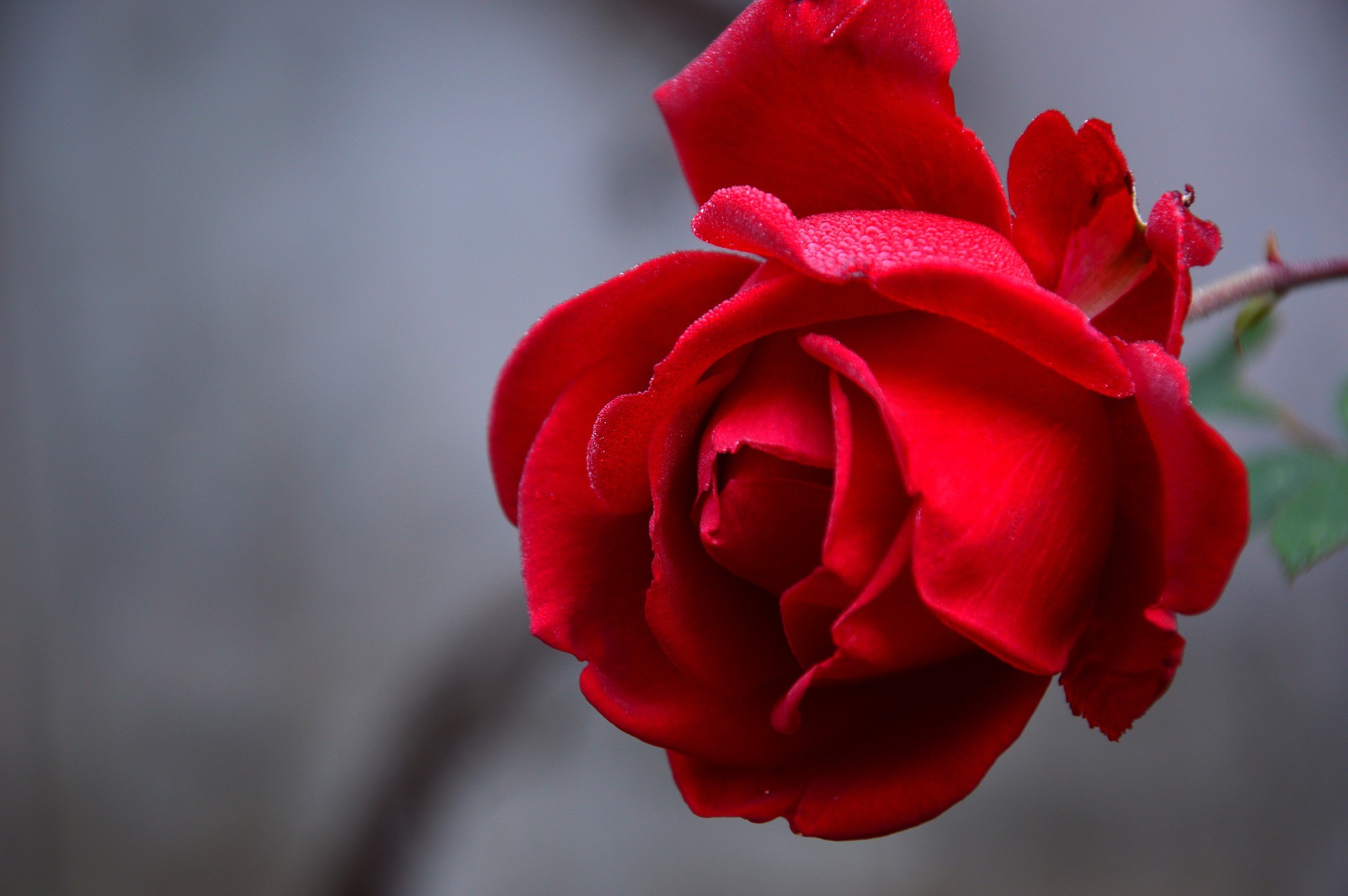 ▲玫瑰 。（圖／取自免費圖庫pixabay）