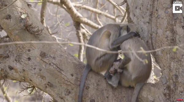 ▲無論是甚麼身份，父母永遠是最心疼小孩的角色。一位來自印度的攝影師Archna Singh日前於印度倫塔波爾（Ranthambhore）國家公園內拍下一個令人揪心的畫面，畫面中可以看到，猴媽媽抱著斷氣的猴寶寶，無力的坐在樹枝上，完全無法面對孩子離世的事實。（圖／翻攝自youtube）