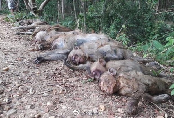 ▲▼殘忍！疑偷吃農作物　20隻獼猴遭毒死。（圖／翻攝自泰國網微博）