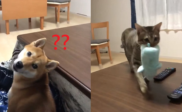 ▲▼丟玩具柴柴傲嬌忽視！聖上燦笑秒衝出　飼主嘆：靈魂裝反了。（圖／翻攝自Twitter：shiba_kohaku）