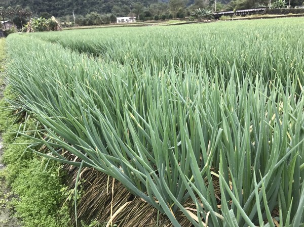 ▲▼菜賤傷農，著名宜蘭三星蔥價創下近10年來新低，每公斤平均拍賣價40元、最低價20元，不敷成本，蔥農說「做心酸！賣1斤賠1斤」。（圖／三星鄉前鄉長黃錫墉提供，下同）