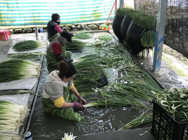 ▲▼菜賤傷農，著名宜蘭三星蔥價創下近10年來新低，每公斤平均拍賣價40元、最低價20元，不敷成本，蔥農說「做心酸！賣1斤賠1斤」。（圖／三星鄉前鄉長黃錫墉提供，下同）