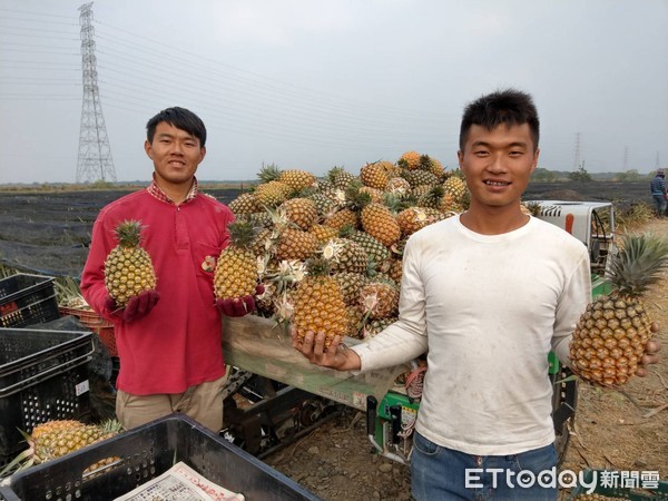 ▲租地100公頃種鳳梨　鳳梨世家兄弟對鳳梨遠景信心十足▼             。（圖／記者陳崑福翻攝）