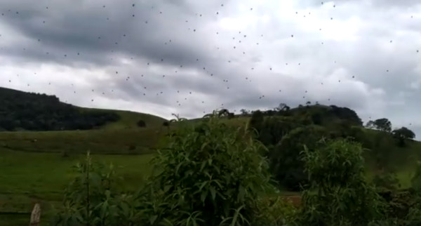 ▼巴西西南部農村居民發現天空飄著蜘蛛雨的奇景。（圖／翻攝自Cecilia Juninho Fonseca臉書）