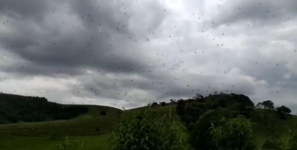 ▲▼巴西天空驚降「蜘蛛雨」。（圖／翻攝自Facebook／Cecilia Juninho Fonseca）