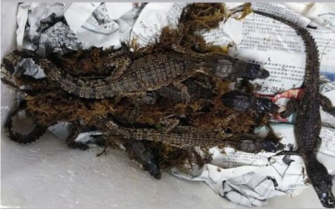 ▲▼ 殘忍！航空「冷凍魚」包裹藏5活小鱷魚遭海關攔下。（圖／翻攝自星報）