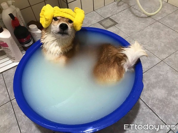▲柴犬洗澡洗2小時，原來是爸爸偷給牠泡溫泉。（圖／臉書粉專「療癒系Shiba-Q寶」授權提供）