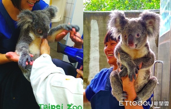 ▲臺北市立動物園無尾熊Nicole泡藥浴。（圖／臺北市立動物園提供。）