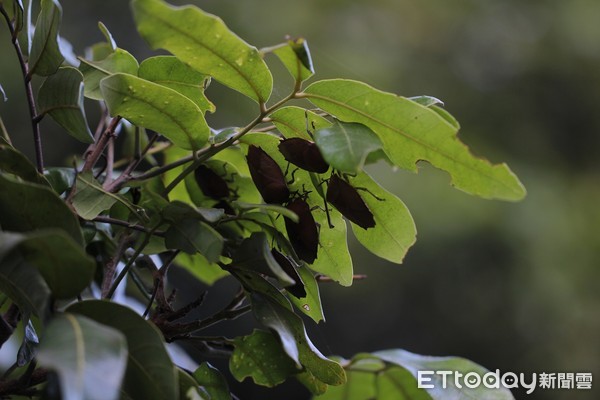 荔枝未開花前做防治　避免荔枝椿象蠢動▲▼             。（圖／記者陳崑福翻攝）