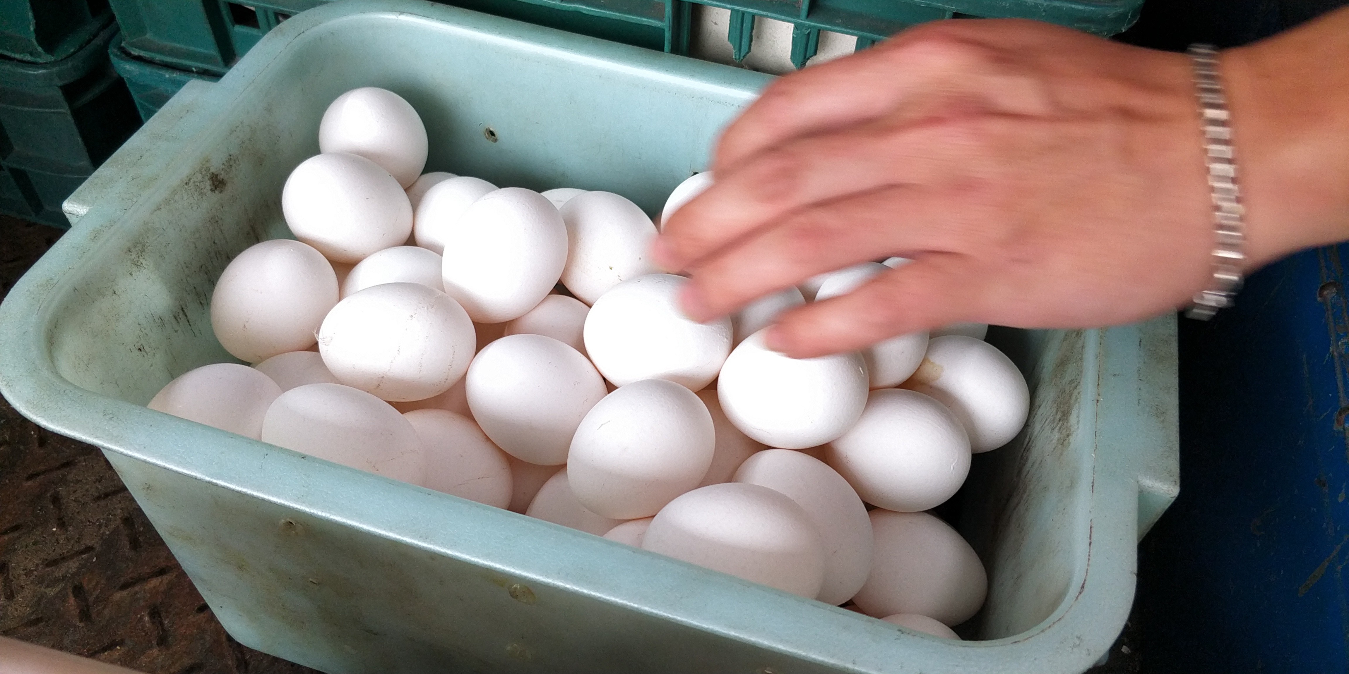 ▲▼蛋商送蛋到早餐店,蛋價高漲,雞蛋缺貨。（圖／記者湯興漢攝）