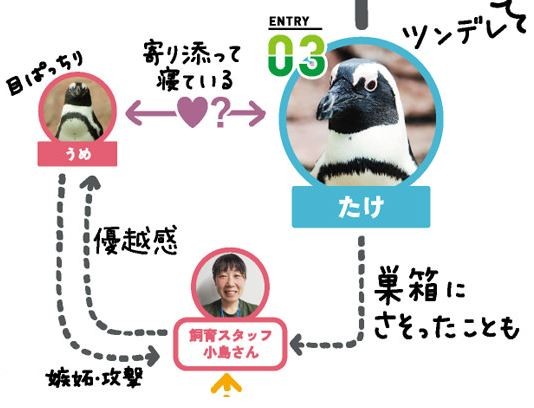 ▲▼京都水族館在推特上揭密館內59隻企鵝與飼養員間的關係，引發網路熱議。（圖／翻攝自推特／@Kyoto_Aquarium）