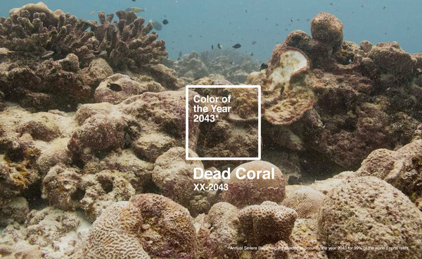 2043年度代表色提前出炉！「死珊瑚」是海洋未来的颜色
