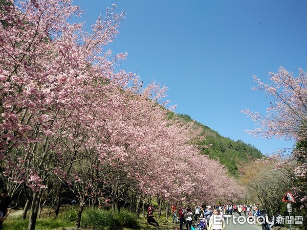 ▲▼2019武陵賞櫻從三星出發，好禮拿不完。（圖／記者游芳男攝，下同）