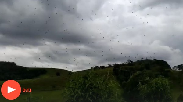 ▲天空滿滿的小黑點，竟然是一隻隻蜘蛛！(圖／翻攝自YouTube)