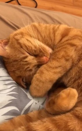 胖橘睡死完美詮釋「尾牙後宿醉」。（圖／翻攝自微視用戶@杜淳）