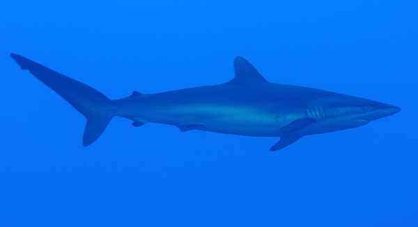▲▼鐮狀真鯊（Silky Shark）。（圖／取自免費圖庫pixabay）