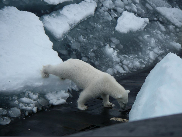 ▲▼北極熊餓昏爬上俄國核潛艇覓食。（圖／翻攝自推特／@NikeSpalato）
