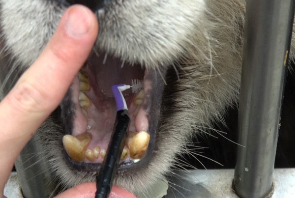 保育員準備「秘密武器」讓大貓熊開心刷牙。（圖／台北市立動物園提供）