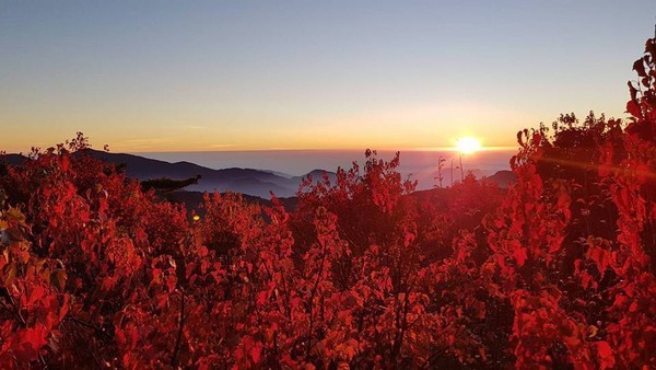 ▲阿里山「小笠原山景觀平台」楓紅。（圖／翻攝自林務局-森活情報站粉專）