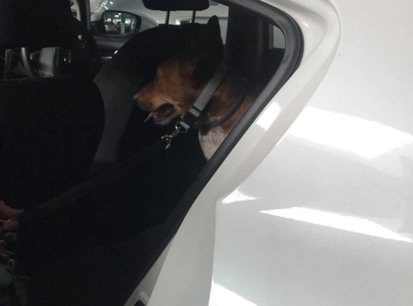狗被關在車裡救出，飼主的話讓大家傻眼。（圖／翻攝自MACARTHUR COMMUNITY NOTICE BOARD／Kel Nelson）
