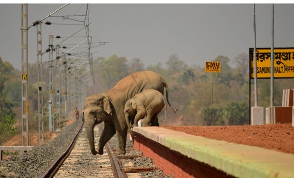 ▲▼印度西孟加拉邦人象爭地嚴重，居民們使用燃燒彈攻擊大象。（圖／翻攝自Biplab Hazra）
