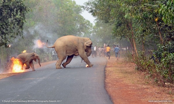 ▲▼印度西孟加拉邦人象爭地嚴重，居民們使用燃燒彈攻擊大象。（圖／翻攝自Biplab Hazra）