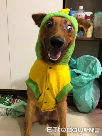 ▲▼ 馬尾綁太緊？大頭米克斯帽子一戴...秒變驚嚇ㄎㄧㄤ臉。（圖／網友 Athen&auml; Chu&auml;ng 授權提供）