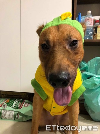 ▲▼ 馬尾綁太緊？大頭米克斯帽子一戴...秒變驚嚇ㄎㄧㄤ臉。（圖／網友 Athen&auml; Chu&auml;ng 授權提供）