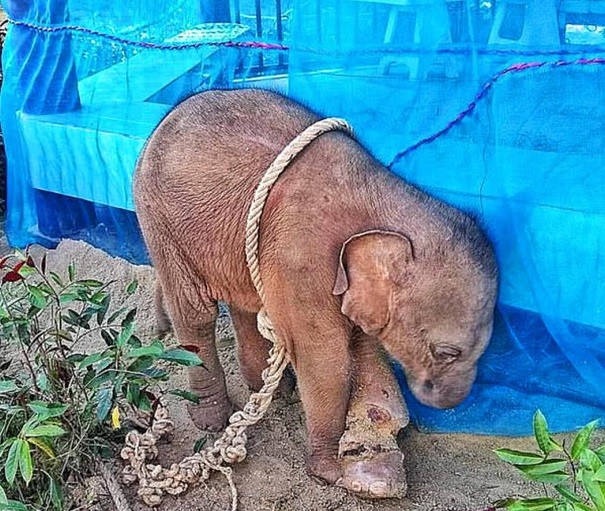 圖／大檸檬後製首圖