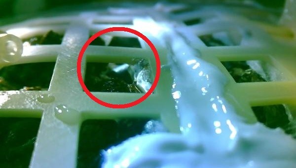 ▲▼嫦娥四號回傳照片顯示，棉花種子長出嫩芽。（圖／翻攝自央視）