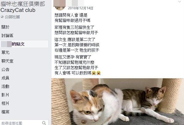 ▲台南虐童案件涉案人家中還有貓咪，動保設法救援中。（圖／翻攝自臉書社團「貓咪也瘋狂俱樂部」）
