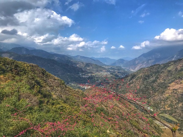 ▲望高茶園景觀餐廳櫻花林。（圖／望高茶園景觀餐廳提供）