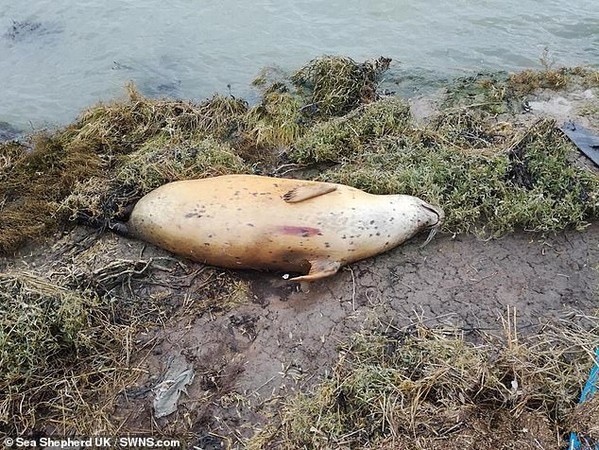 ▲慘遭射殺的海獅，估計已懷孕3個月。（圖／翻攝自英國Sea Shepherd官網)