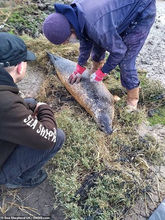 ▲慘遭射殺的海獅，估計已懷孕3個月。（圖／翻攝自英國Sea Shepherd官網)