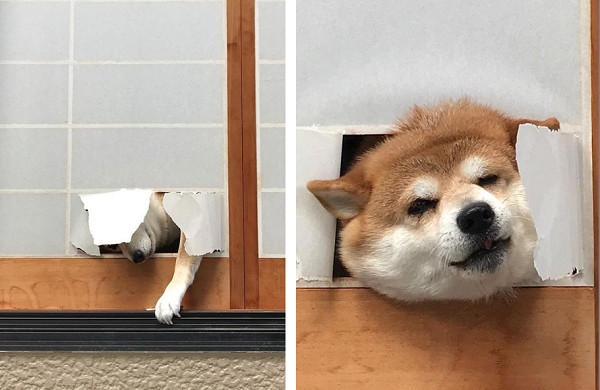 ▲柴犬弄破紙門饋頭賣萌。（圖／翻攝自IG「shiba_inu _ koro」）