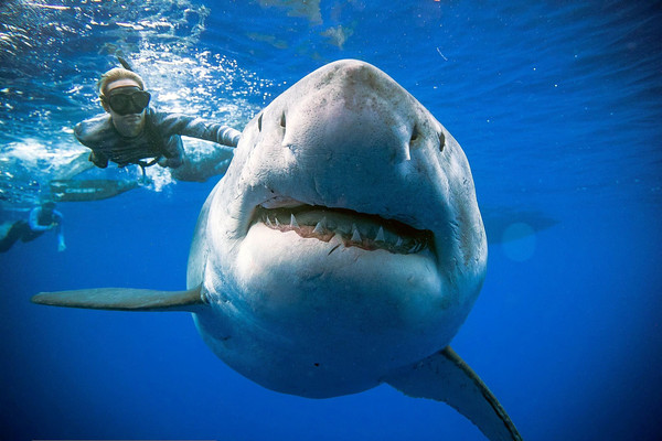 ▲身長6.6公尺，被稱為怪物級大白鯊 的「深藍」(Deep Blue)。(圖／路透）