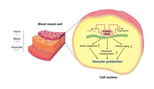 ▲FOXO3功能增強可延緩血管衰老，增強應激抵抗並防止細胞癌變。（圖／翻攝自《澎湃新聞》）