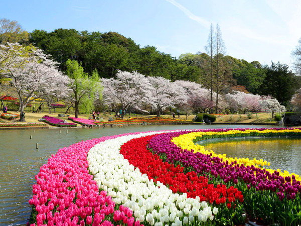 ▲日本賞櫻▼             。（圖／shutterstock.com、汎佳旅行社提供）