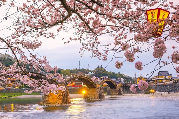 ▲日本賞櫻▼             。（圖／shutterstock.com、汎佳旅行社提供）