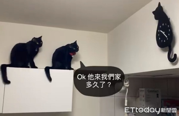 ▲黑貓們觀察牆上「新夥伴」。（圖／粉絲專頁「OK/Oni」授權提供）