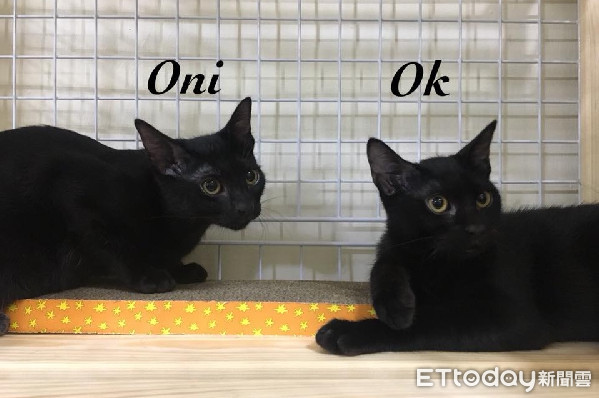 ▲黑貓們觀察牆上「新夥伴」。（圖／粉絲專頁「OK/Oni」授權提供）