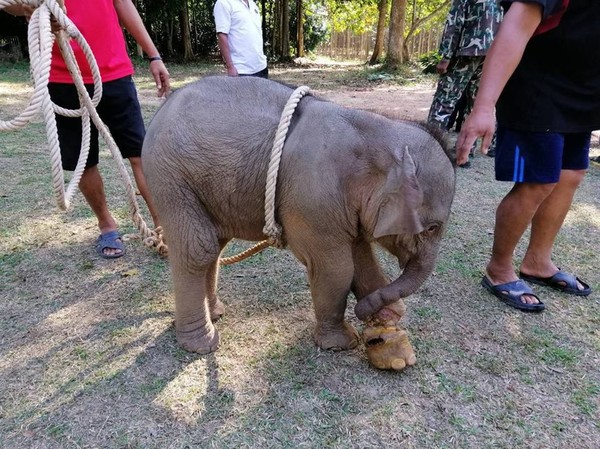 ▲▼ 泰國大象寶寶百通（Baitong）遭虐受困，獲救截肢去世。（圖／翻攝自臉書／Soraida Salwala）