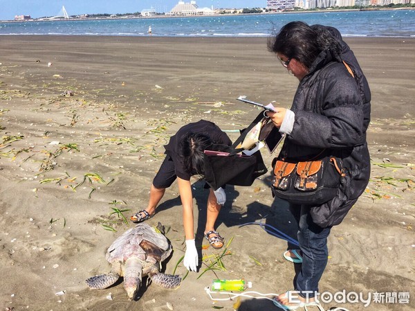 ▲ 八里保育類「綠蠵龜」陳屍海灘　海巡協助就地掩埋。（圖／記者郭世賢翻攝）