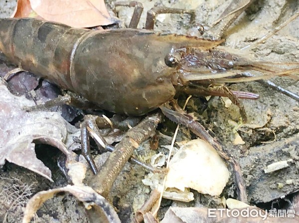 ▲▼高雄柴山溪谷水域發現15cm巨蝦。（圖／記者宋德威攝，下同）