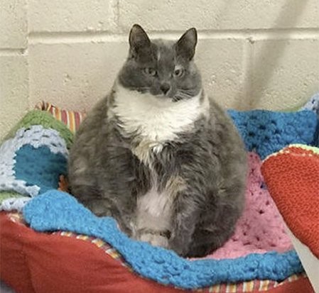▲「全英國最肥」的流浪貓叫「米琪」(Mitzi)的，有著可愛的樣子及無辜的眼神。(圖／翻攝自網路)