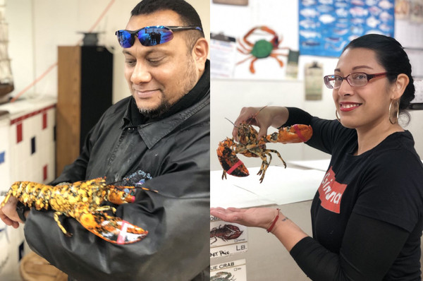 美國馬里蘭州（Maryland）一名市場的老闆於去年12月底再到貨的海鮮裡面發現一隻橙色藍紋龍蝦（Calico lobster），這種龍蝦相當罕見，遇到牠的機率大約為3千萬分之一，該名老闆也懂牠的珍貴，所以並沒有將他送上桌，而是把龍蝦送往特殊水池飼養。（圖／翻攝自Ocean City Seafood）